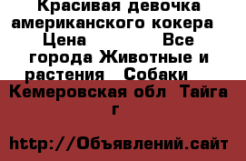 Красивая девочка американского кокера › Цена ­ 35 000 - Все города Животные и растения » Собаки   . Кемеровская обл.,Тайга г.